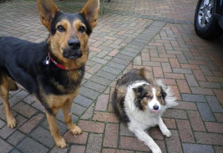 Toby and Bella Sadly both are no longer with us but are in our thoughts
